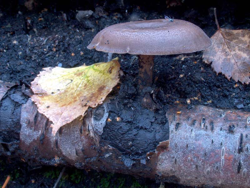 Polyporus ciliatus? (Polyporus brumalis)